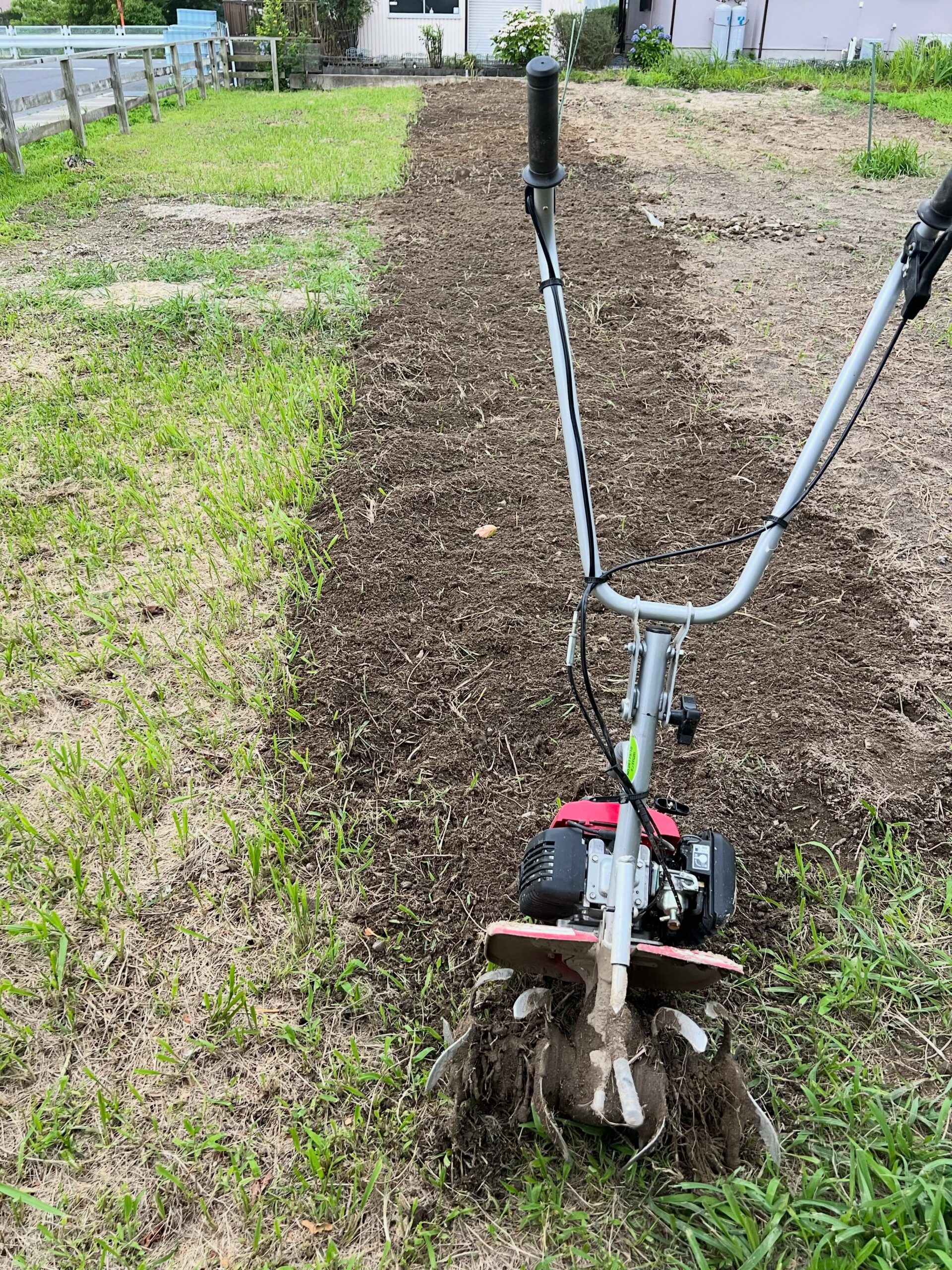 午後からは農場に行き、耕運機をかけましたが、さすがに未明に降った大雨の水が抜けておらず、場所によってはくるぶしの辺りまで埋まりました午後だけだとミニ耕運機ではちょっとずつしか耕せませんが、少しずつでも成果が出せるようにと思っています。今日は午前中は日差しが強かったですが、午後からは曇り空となったものの、作業していると汗が滴り落ちるような気温と湿度でした。時折雨を予感させるような冷たい風が吹いたりしました。そんな中、耕運機をかけていたら白い楕円形の物がピョンと2つ飛び出してきました。「また石かぁ」と思って手に取ると妙に柔らかい………これ卵じゃん!カメの卵かと思いましたが、Twitterではヘビの卵ではないかとの事。調べるとシマヘビの卵のようです🥚圃場の隅っこに埋め戻しておきましたが、全部で3つあったようで1つだけ耕運機で潰してしまっていました…#圃場整備 #耕運機 #石取り #シマヘビの卵 #果樹園