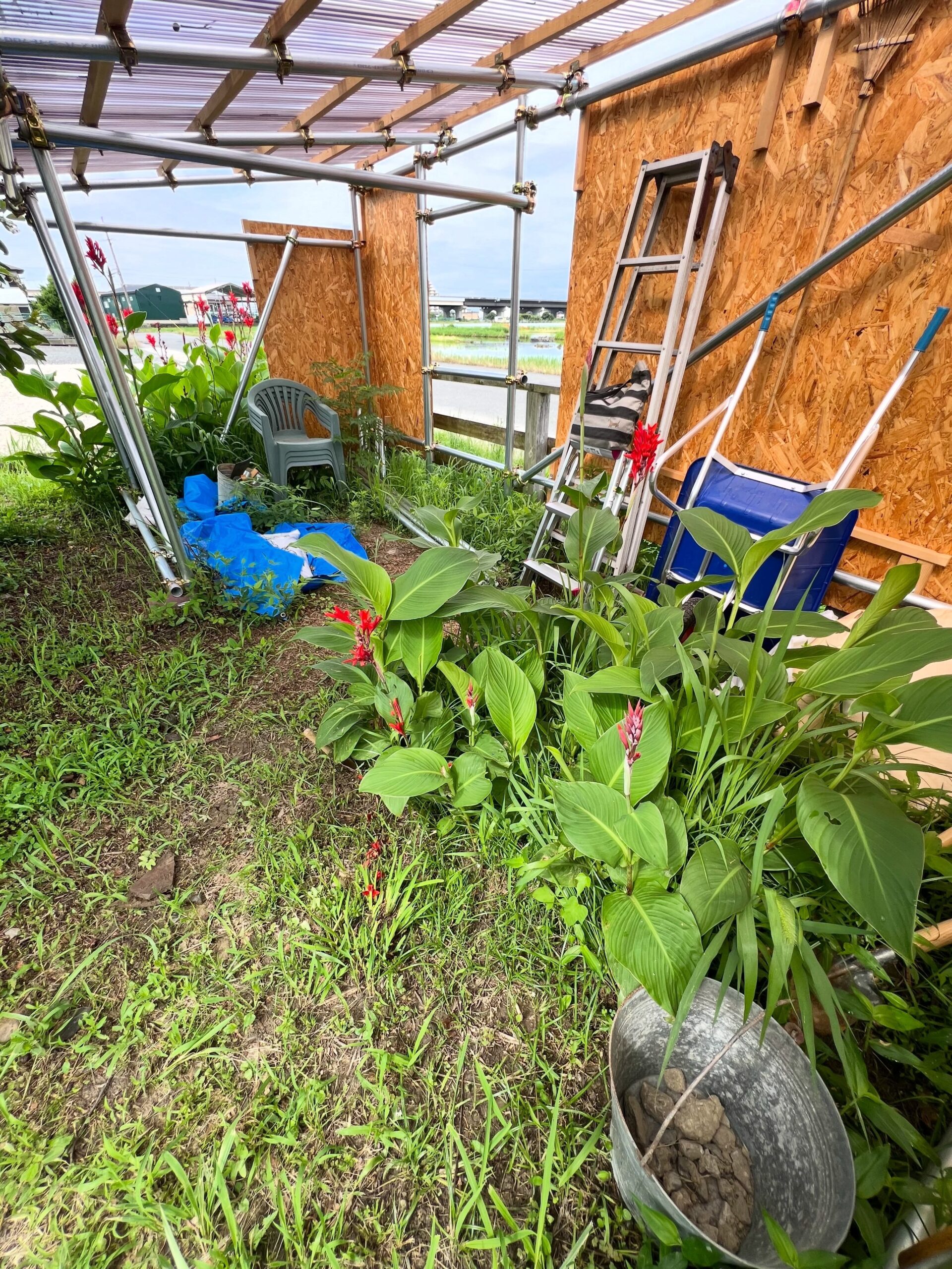 4枚目以降はカメや虫の写真ですので、苦手な方は3枚目までにしてください今日は予報が外れて朝から雨そして午前中は買い出し、午後は母親の仕事の納品に付き添い、その後農場へ。ただずっと雨が続いて水が抜けていないため、耕運機もかけられず、今日は簡易小屋の中を整理しました。(1枚目ビフォー、2枚目アフター)特に小屋の中で大きく成長してしまったカンナを球根ごと抜きます。一つでも残っていると増殖してしまうので、一つ残らず抜き取ります。それにしても今日は虫三昧でした。4枚目はカメですが、近隣の用水路に大量にいるので圃場内にもたくさんいそうです。5枚目は定番のコガネムシの幼虫。成虫も出てくるのでひたすら捕殺。ゲジゲジも出てきました。帰宅してからは窓の外にチュウゴクアミガサハゴロモらしき虫が…駆除したいけど2階の窓の外ではどうにもなりません。外の苗木に影響が無ければ良いのですが…#圃場整備 #カンナ #カメ #コガネムシ #チュウゴクアミガサハゴロモ