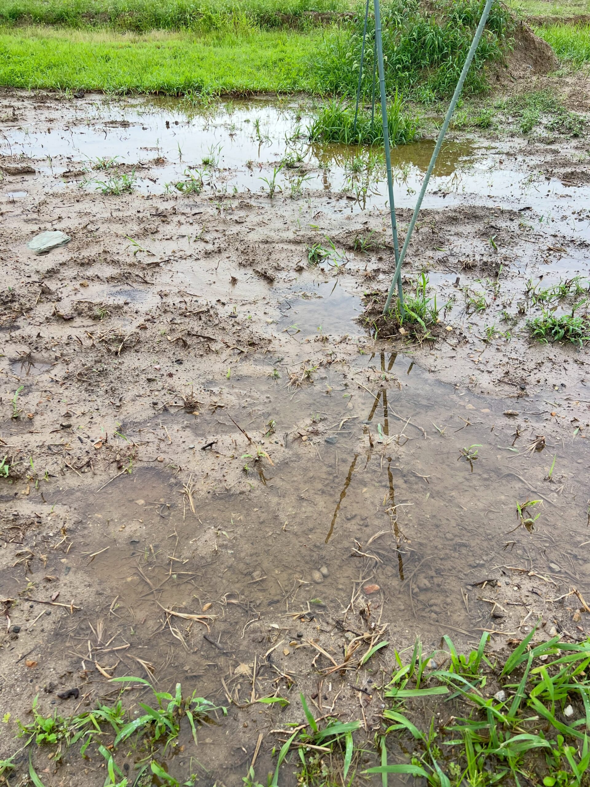 2個の台風が接近するかもしれないという珍しい気象の影響で雨が降り続きましたが、今日の午後ようやく止んだので農場へ。すると圃場の真ん中には大きな水たまり…。しばらく抜けそうになく、やはり暗渠の敷設が必要そうです。（1枚目）境界も明確になったので改めて測量しました。密植・一文字・平棚のどれにするかまだ悩み中ですが、図面に落とし込んで栽培計画を練り直します。（2枚目）圃場脇ではカンナが見頃ですが、簡易小屋の中にも生えてきたので対策が必要です（3・4枚目）先日、耕運で掘り出してしまい隅に埋め戻した卵は、どうやら無事に孵化したようです。殻は厚いビニールのような質感で、ヘビの卵で間違いなさそう シマヘビかな？（5枚目）さらに直径5cmほどの謎の穴も複数発見。ネズミの巣ならイチジクへの影響が心配ですが、もしシマヘビが住み着いてくれるなら駆除役として活躍してくれるかもしれません️（6・7枚目）#台風 #カンナ #シマヘビ #ネズミ #圃場整備