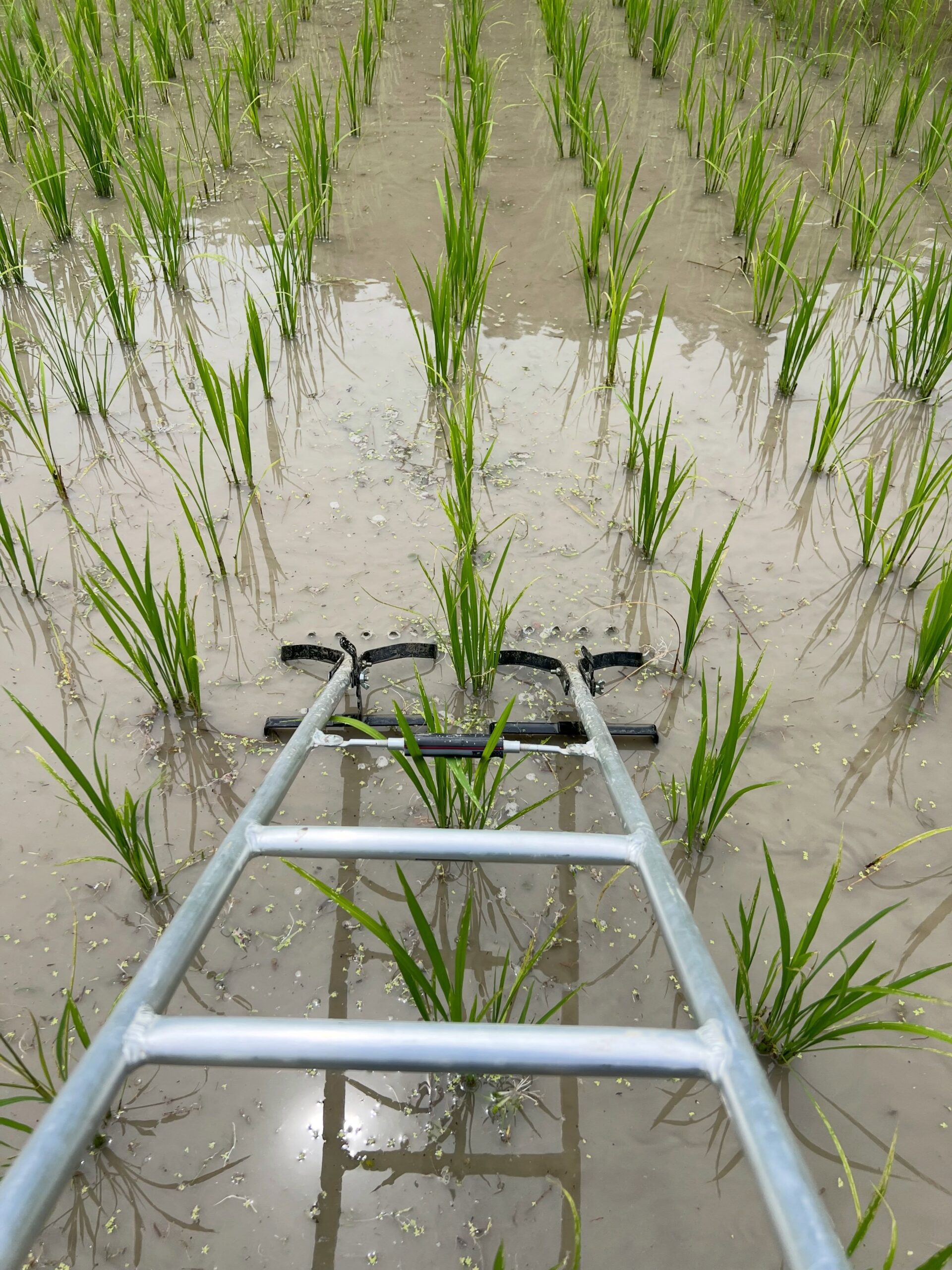 先日の本業の作業の様子です。午前中は借りてる田んぼで田車除草。丁寧にかけてたら、スピードアップを要求されて途中からテキトーに。毎回そうなんですが作業時間を考慮して欲しいですね。予定を詰め込みすぎる。転圧機で地面を固めてる時も、時間を優先するもんだから、今じゃガッタガタの地面に。この田んぼも草がたくさん生えても知らんぞ午後からは大量の材木を人力で運び、クッタクタになったところで、次は刈払機による草刈り。イノシシのヌタ場だらけで刈るのも一苦労でした。ここ、ダニがいそうで嫌なんですよね帰りにダムを見に立ち寄ってその帰りに大きな落石を車で引っ掛けてしまいショックに幸い車体の下側なのでキズは見えませんが悲しい#田んぼ #米づくり #田車 #田車除草 #草刈り