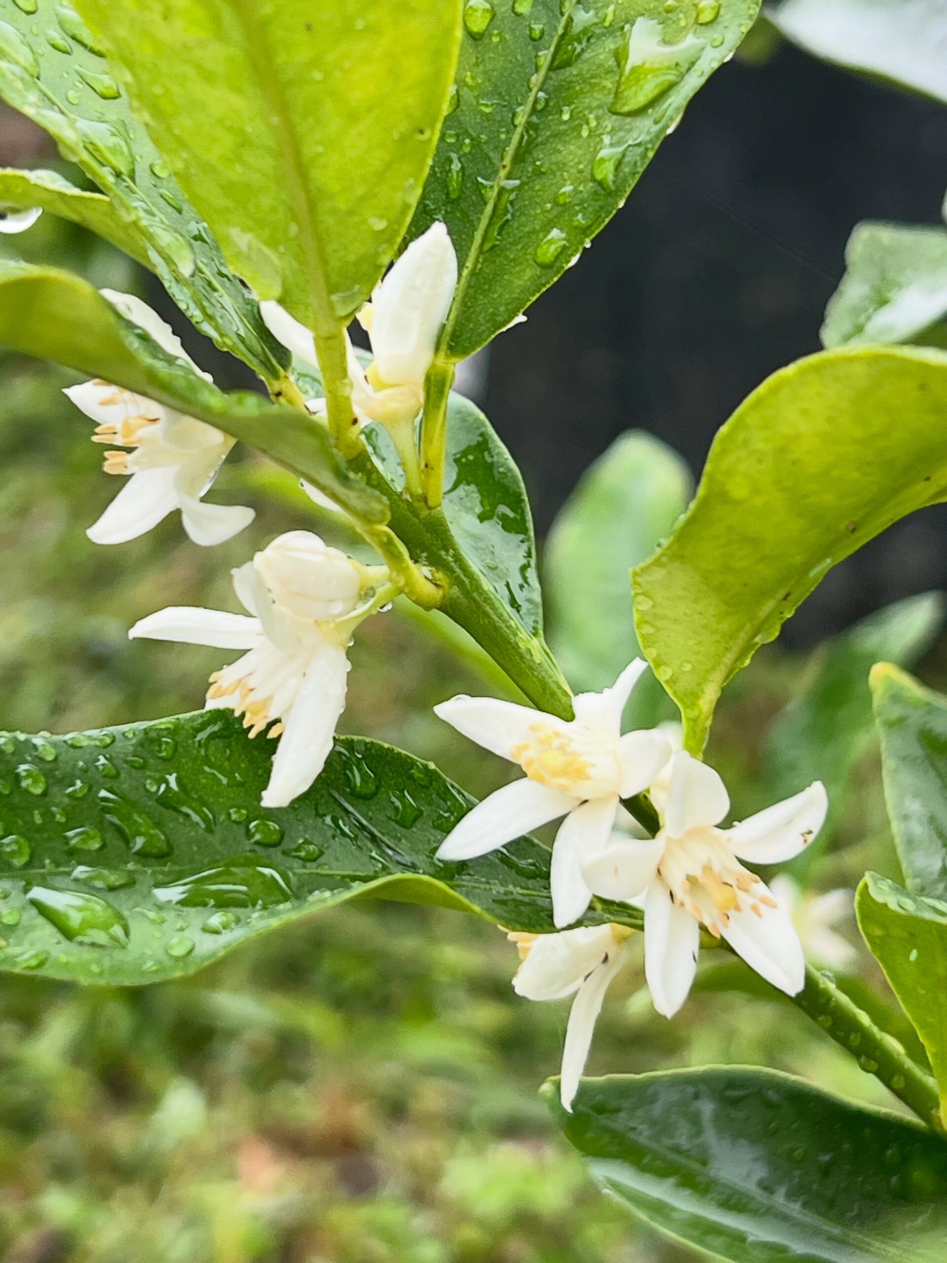 今日のキンカンの様子です。花が咲き、いつの間にか実もついていました。まだほぼ苗木の状態なので、今年の実は酸っぱいかもしれませんが、それでも今から楽しみです。今のところ1本だけですが、もっと増やしていきたいですね。#キンカン #金柑 #苗木 #果樹 #果樹園