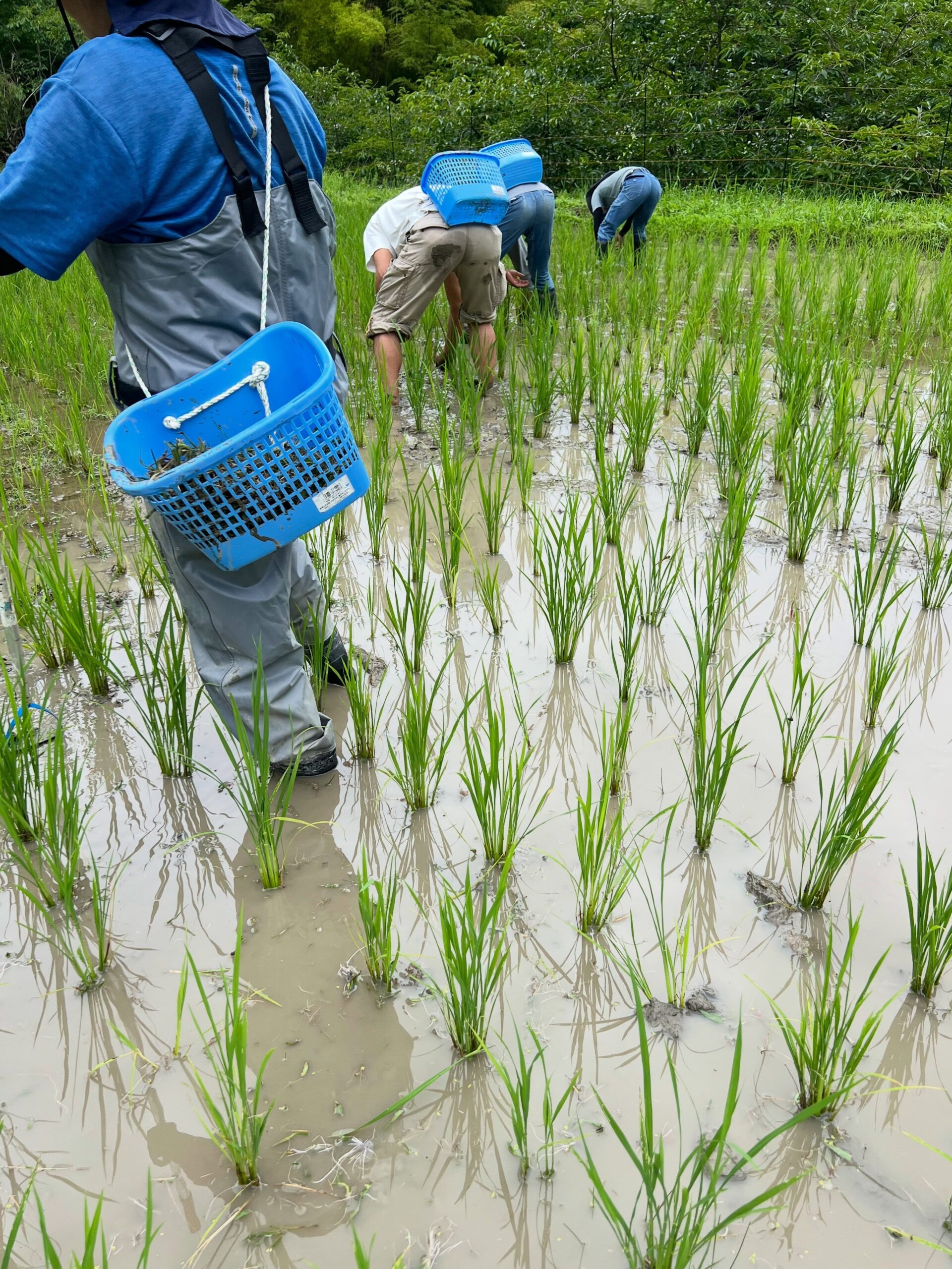 今日の本業は午前中に会社が借りてる田んぼの除草を行いました。農薬を使わないので人力です。機械があればこんなに工数を使わなくて済むのになぁ…と思いつつ。午後からは丸太運び。ぼくは初めてウィンチを使いました。上司がいつも大変そうにウィンチを使ってましたが、慣れればどうという事は無いですね。すぐに使いこなせました。その後は防獣フェンスのチェック。何度かイノシシが侵入した形跡があったため、倒れたり破れたりしていないかチェックをしますが、藪漕ぎしたり獣道を歩いたりとなかなか大変です。…という今日は里山トレーニングの日でした（違#田んぼ #除草 #丸太運び #防獣フェンス #里山トレーニング