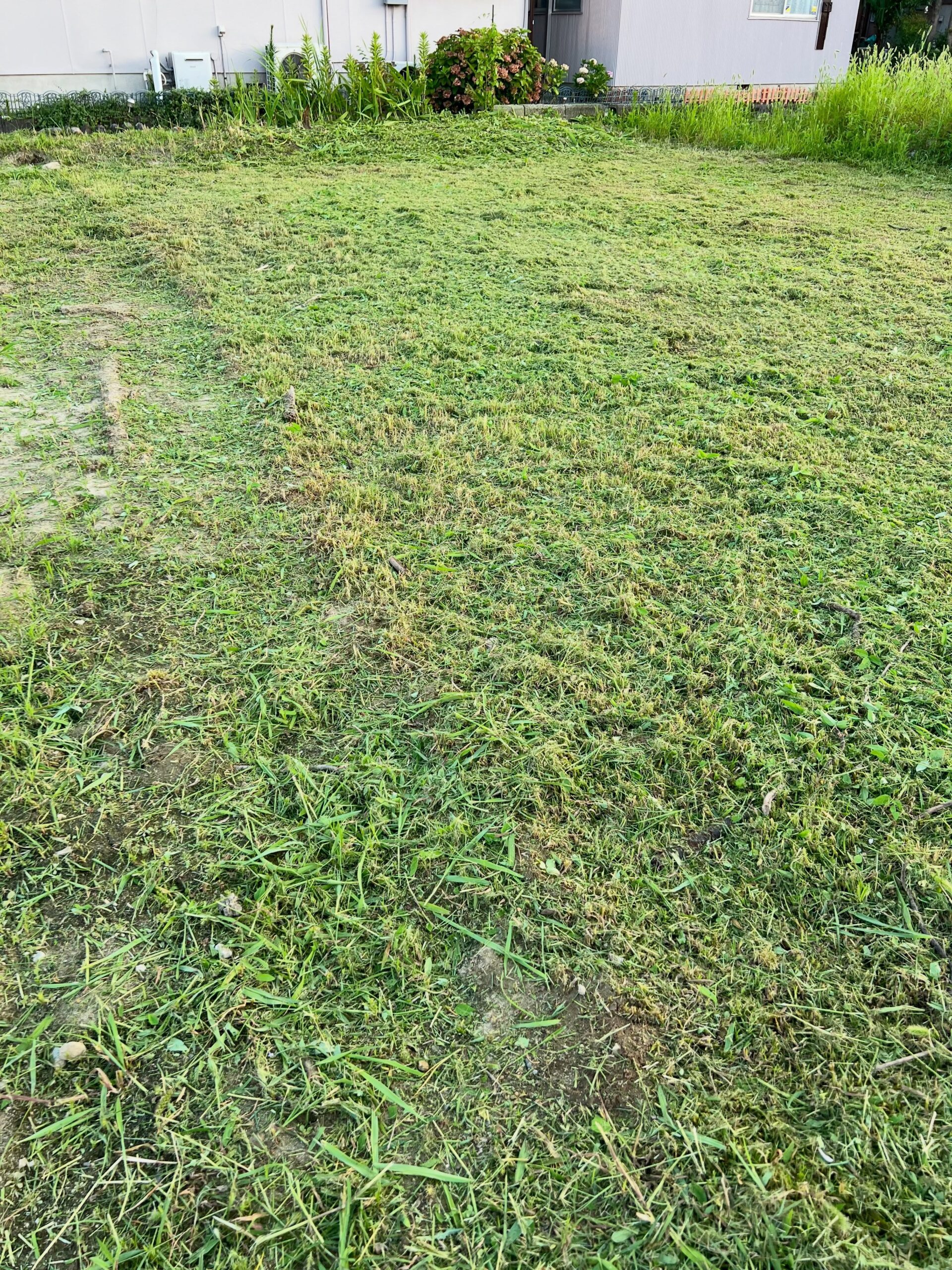 今日の午前中は本業の田んぼの人力除草でした。午後は自分の農場に移動して草刈りをする予定でしたが、相変わらず柿の木にイラガの幼虫がいるので、ひたすら捕殺していました…もうキリがないので、次の土日あたりでスミチオンを散布しようか悩んでいます。そういえばまた地面を何かが這いずった跡が。別の場所では、また蛇の卵の抜け殻を2箇所見つけたりしました。ネズミを駆除してくれることに期待したいです。ついでにイラガも駆除してくれるといいんだけどなぁあと「ニャー」って鳴きそうな謎の生命体の足跡も!#草刈り #イラガ駆除 #害虫駆除 #柿の木 #除草