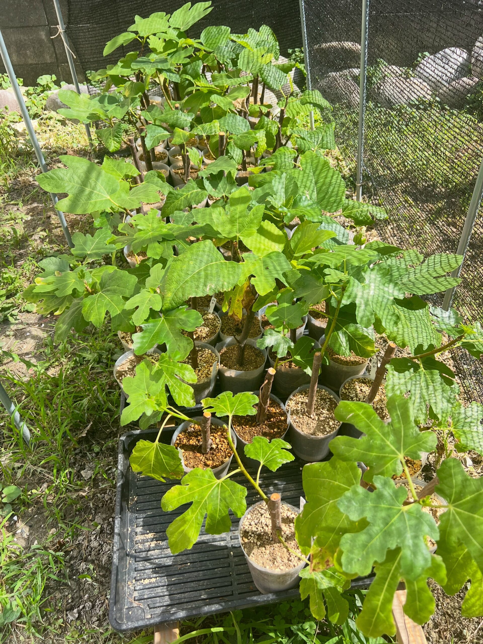 久しく挿し木苗の投稿をしていなかった気がしますが本日の様子です。ずっと雨続きでしたが、気温も上がり日差しも出てきたためか、生長が良くなってきています。不安定だったドーフィンもすっかり安定してきましたが、ちょっと徒長気味なのが気になりますが、このまま様子を見守りたいと思います。#いちじく #イチジク #無花果 #蓬莱柿 #桝井ドーフィン
