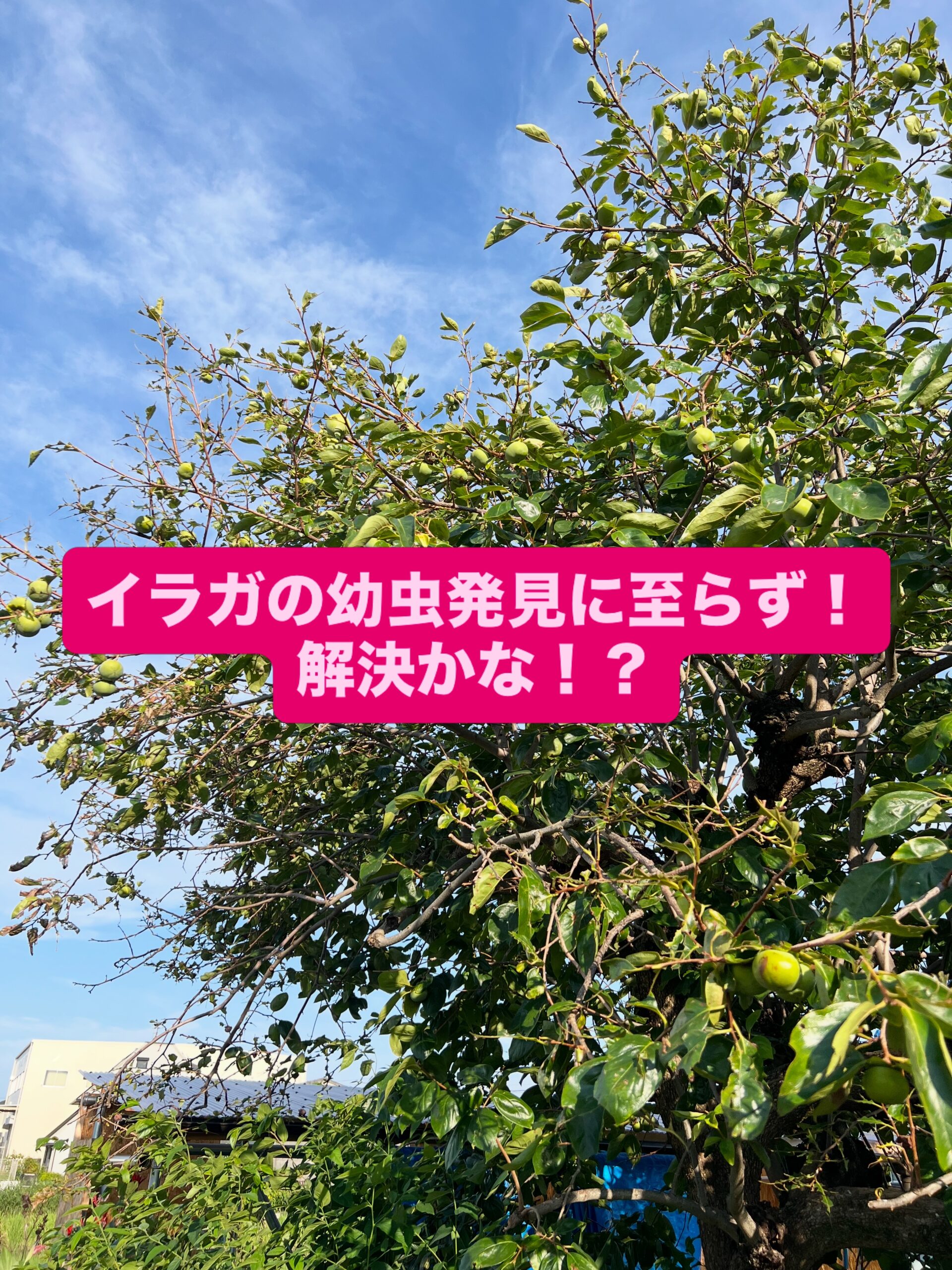 柿の木に大量発生していたイラガの幼虫は、今日は1匹もいませんでした。とりあえず解決かな。次のターンが8月の夏真っ盛りの時にあるかもしれないので、対策は考えておこうかと思います。#イラガ #イラガの幼虫 #害虫駆除 #柿の木 #柿