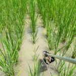 昨日の本業は田んぼの除草と土木作業でした。 ぼくがやる除草は今まで手で抜き取ってましたが、今回ようやく「八反どり」という道具を利用。 っていうかね、メンバーみんなにちゃんと道具の使い方とか、効率の良い除草の仕方を説明しないもんだから、今まで各々が適当にやってたのがよく分かりました。 条間は田車でやってましたが、八反どりを使ってた人は本当に適当にやってた事が今回でよく分かりました😩 土木作業は鶏小屋を作るらしいので、沓石を埋めるための穴を掘りました。 ブルーベリーは事務所の庭に植えてあるものですが、休憩中につまみ食いしてます🤣 施肥も何もしておらず、ほったらかしなのに何故か毎年鈴なりで、その場でもいで食べるのが毎年の恒例になりつつあります😋 1