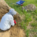 2026.08.01.圃場整備日記 昨日は気温35℃でしたが、湿度50%で、涼やかな風がずっと吹いていたため、そこまで暑さは感じられず作業自体もかなり楽でした。 さて、昨日の作業も母に石取りをお願いしつつ、ぼくは耕運や柿の木の周囲などに生えて伸びた樹木を切ったり、暗渠パイプを敷設する準備を行うなどしました。 既設の破損していた塩ビパイプは側溝にまで繋がっていそうな雰囲気を醸し出していますが、まだ末端が見えないので、引き続き掘り進めます。 ここまでで塩ビパイプ上面までの深さが40cm。パイプの上は粘土質のため掘り起こすのがなかなか大変です。 末端側は道路に面しているので、誤って人や車などが落ちないよう、発掘したモノリスと杭とトラロープで囲っておきました。 あと北側の埋め立てられた旧水路は昼休憩中に業者さんが来て、土砂をさらに埋めたようです。これで懸案事項は一つ減りました。 昨日は須成祭でたいへん賑やかでしたが、農作業優先なのと汗だくのまま人混みに行くのは微妙だったので、祭りには行かずに帰路につきました😅 1
