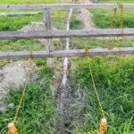 2026.08.22.暗渠パイプ敷設 排水用の暗渠パイプ（コルゲート管）が届いたので、さっそく農場に埋設しました。 パイプはトーヨー産業さんのネットショップで購入。透水シートがあらかじめ巻いてあるので、別途不織布などを用意する手間が省けてとても良いです。 まだ完全に埋めていませんが、今日はパイプの両側を砂利で埋めるところまで。 ちゃんと排水されるか確認したいところですが、この先1週間は雨が降らない予報なので、もうこのまま埋めてしまおうかと思っています。もしくは先端だけ開けておけば良いかもですね。 並行して母親には引き続き石取りを行ってもらいました。 1