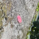 排水路の壁面にピンク色をした謎の何かが… 圃場の隣には排水路が流れているのですが、そのコンクリートの壁面にピンク色のプツプツした何かがくっ付いていました。 先日までこんなものはなかったですし、しかも異様なピンク色。 初めて見るものだったので、とりあえずGoogleレンズで確認。 すると何とあのジャンボタニシ（正式名：スクミリンゴガイの卵でした。 しかもこの卵には毒があるらしいのですが、水中では孵化しないらしいので、そのままスコップか何かで水の中へ削ぎ落としてしまえば良いようです。 調べたのは帰宅後だったので、明日にでも時間見つけて駆除したいと思います。 ちなみにジャンボタニシは外来種であり、植物防疫法では稲に対して有害動物として指定されていますが、特定外来生物では無いそうです。とは言え、米農家さんのためにも駆除した方が良さそうです。